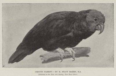 Ground Parrot by Henry Stacey Marks